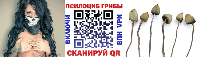 даркнет сайт  Кораблино  Псилоцибиновые грибы MAGIC MUSHROOMS 